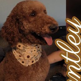 Bentley - Goldendoodle