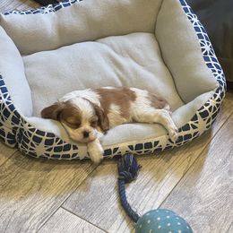 Cavalier King Charles Spaniel and Pembroke Welsh Corgi Puppies from Puppy PlayPen