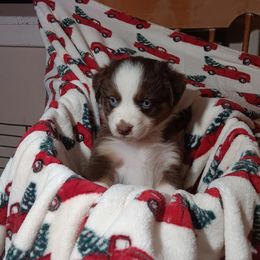 Australian Shepherd Puppies from Van Huitt Australian Shepherds