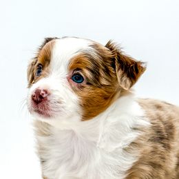 Australian Shepherds, Miniature Australian Shepherds, and Toy Australian Shepherds from Rigas Mini Aussies LLC