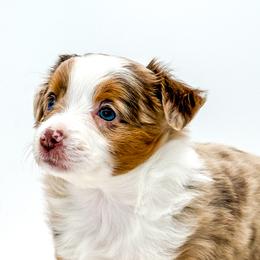 Australian Shepherds, Miniature Australian Shepherds, and Toy Australian Shepherds from Rigas Mini Aussies LLC