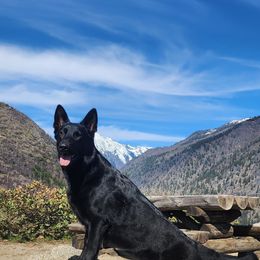 German Shepherd Puppies from Vom Cosabar