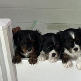 Cavalier King Charles Spaniel Puppies from Cavalier Country Farm