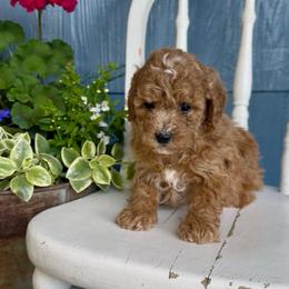 Teddy - Red male Cavapoo puppy in Manheim, Pennsylvania from Paige Haldeman's Cavapoos and Shichons