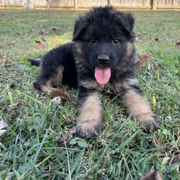 American Corgi and German Shepherd Puppies from Grace Ridge Shepherds and Corgis