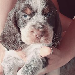 English Springer Spaniel Puppies from Savannah River Springers