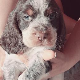 English Springer Spaniel Puppies from Savannah River Springers