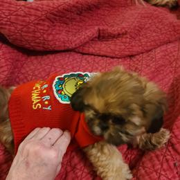 Shih Tzu Puppies from Tammy's Shihtzu Shack