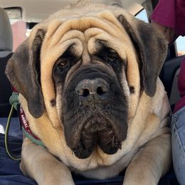 Karma - Mastiff