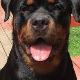 Rottweilers from Hahn Rottweiler