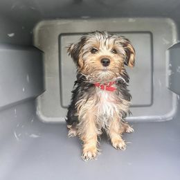 Yorkshire Terrier Puppies from Luna's Treasures