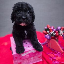 Fennel - Black and white male Aussiedoodle puppy in Wilkinsville, South Carolina from Feather Branch Farm and Kennel