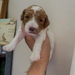 Girl 2 - Red  female Goldendoodle puppy in Hopkins County, Texas from Boutique Doodles