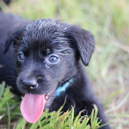 Cobra - Black male Labrador Retriever puppy in Morrilton, Arkansas from Ancient Dogges Performance Dogs