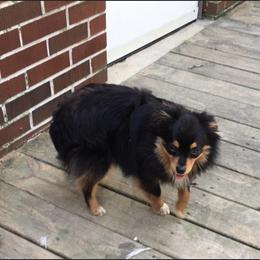 Travis - Toy Australian Shepherd