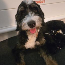 Winnie - Bernedoodle