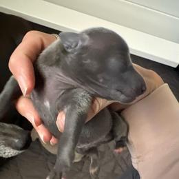 Airk - Blue male Italian Greyhound puppy in Las Vegas, Nevada from Amanda's Italian Greyhounds