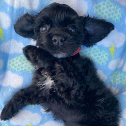 Cocker Spaniels from Honey Creek Cocker Spaniels