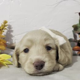 Girl 3 - Cream female Dachshund puppy in Mt. Sterling, Illinois from Doxie Do's