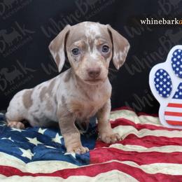 Boy 3 - Dapple male Dachshund puppy in Denver, Colorado from Whinebarkdachshunds LLC