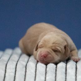 Labrador Retriever Puppies from Sun Ridge Labradors