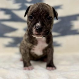 Fawn Brindle Male 1 - Fawn brindle male American Pit Bull Terrier puppy in Nine Mile Falls, Washington from Bartin Kennels