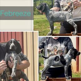 Febreeze ( the cleaning litter) - Blue ticked and tan female Bluetick Coonhound puppy in Cherryville, North Carolina from Evenstar-WesRidge Bluetick Hounds