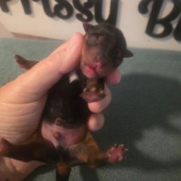 Boy 1 - Black and tan male Yorkshire Terrier puppy in Clermont, Florida from Bella's Prissy Butts