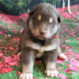 Alaskan Malamute Puppies from New River Valley Malamutes