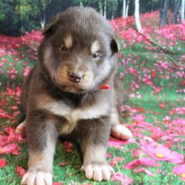 Alaskan Malamute Puppies from New River Valley Malamutes