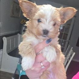 Dark Blonde Male - Gold male Yorkshire Terrier puppy in Lakeland, Florida from You Me & The Yorkies