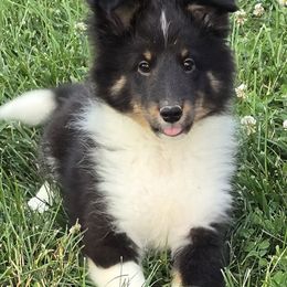 Cooper - Black and tan male Shetland Sheepdog puppy in Luray, Missouri from Krayola Shelties