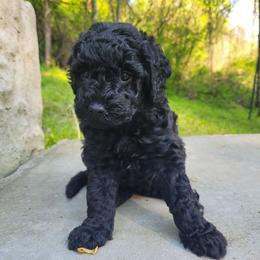 Jolene - Black female Goldendoodle puppy in Fairmont, West Virginia from Mountainside Doodles, LLC