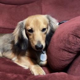 Chevy - Cream male Dachshund puppy in Excel, Alabama from CJ’s Little Palace