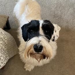 Sealyham Terrier puppies from Cadoria Sealyhams
