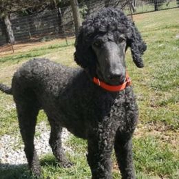 Poodles from Third Day Standards