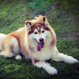 Scout - Siberian Husky