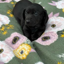 Solid black boy - Black male Dachshund puppy in Johnson, Vermont from RBP Dachshunds