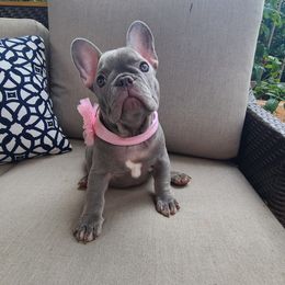 French Bulldog Puppies from Alfia DAVLETSHINA