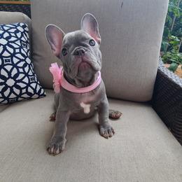 French Bulldog Puppies from Alfia DAVLETSHINA