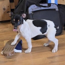 Snickers - White black and tan female Rat Terrier puppy in Divide, Colorado from Outlaw Farm and Kennel