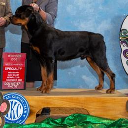 Cooper - Rottweiler