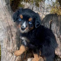Salomon - male Australian Mountain Doodle puppy in Randolph, Utah from Dry Canyon Pups