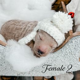 Female 2 - Cream female Goldendoodle puppy in Otisville, Michigan from Danie’s Darling Doodles LLC