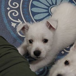 Blue boy - White male West Highland White Terrier puppy in Macy, Indiana from Country Grove Breeding LLC