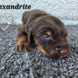 Alexandrite - Phantom female Goldendoodle puppy in Chattanooga, Tennessee from Hilltop Cuddle Pups