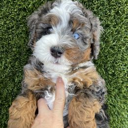 Mikey - Blue merle male Bernedoodle puppy in Superior, Arizona from Mountain Bridge Doodles