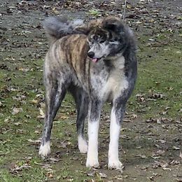 Shania - Japanese Akitainu