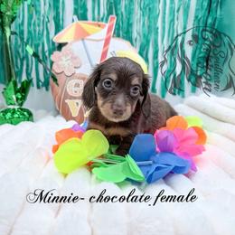 Minnie - Chocolate and tan female Dachshund puppy in Prairieville, Louisiana from Southern Barron Danes & Dachshunds