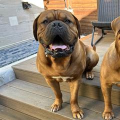 Dogue de Bordeaux puppies from Santacera Dogue de Bordeaux